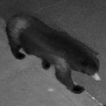 cat_20260528061552.jpg
