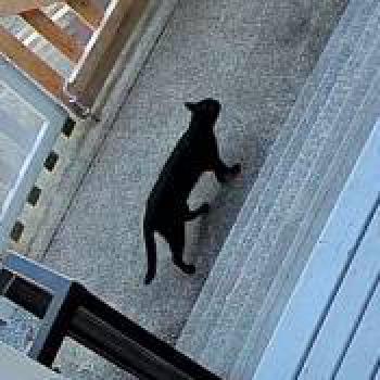 cat_20260612145138.jpg