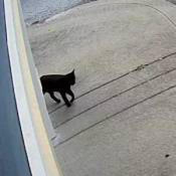 cat_20260615124819.jpg