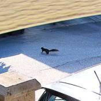 cat_20260623150750.jpg