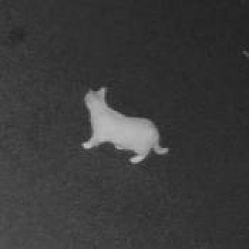 cat_20260625065654.jpg