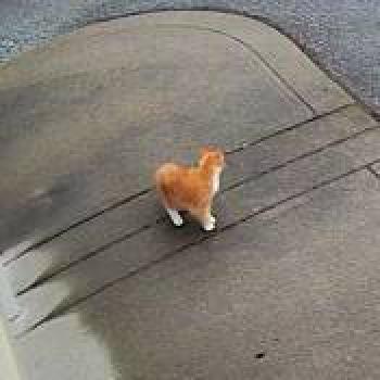 cat_20260626151958.jpg