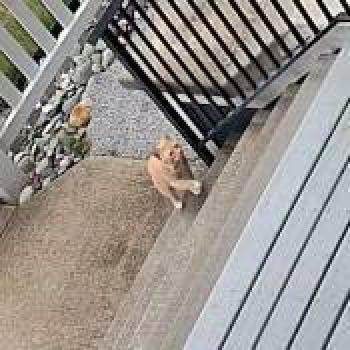 cat_20260628191203.jpg