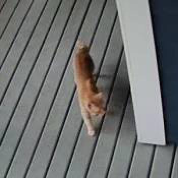 cat_20260628191241.jpg