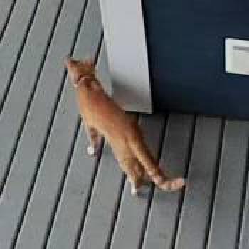 cat_20260628191310.jpg