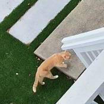 cat_20260628191515.jpg
