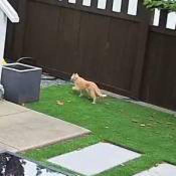 cat_20260628191532.jpg