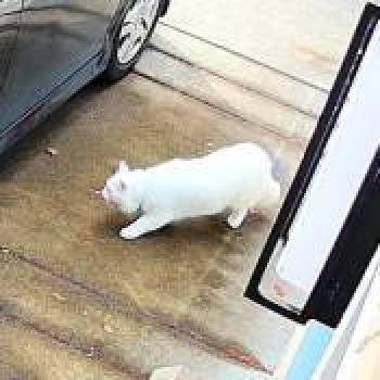 cat_20260703145814.jpg