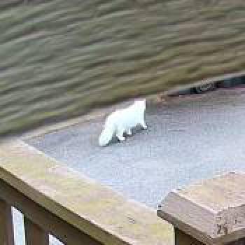 cat_20260703145857.jpg