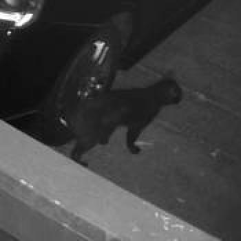 cat_20260716113520.jpg