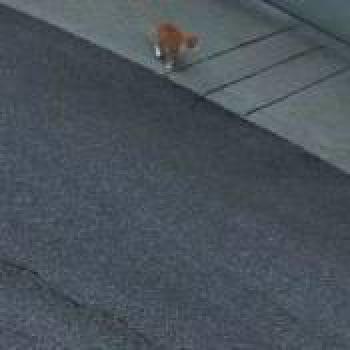 cat_20260716115316.jpg