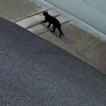 cat_20260717121526.jpg