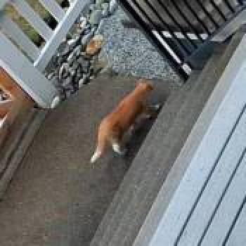 cat_20260717122638.jpg