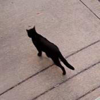 cat_20260720122222.jpg