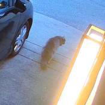cat_20260722041711.jpg