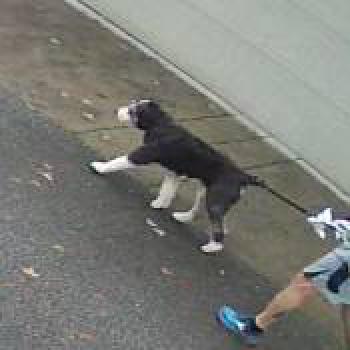 dog_20251117181645.jpg