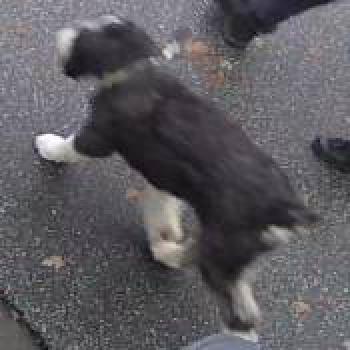 dog_20251117235640.jpg