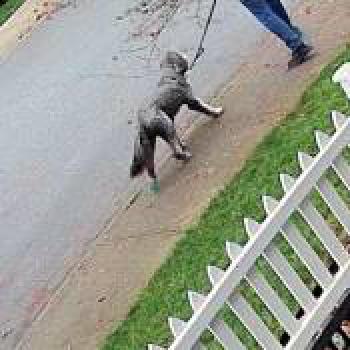 dog_20251124170211.jpg