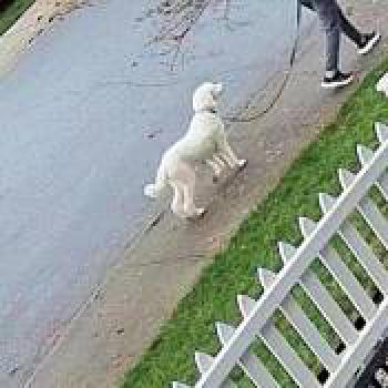 dog_20251124180123.jpg