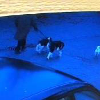 dog_20251125151832.jpg