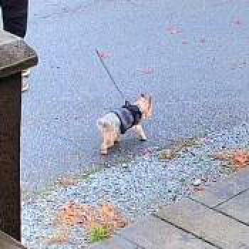 dog_20251126235418.jpg
