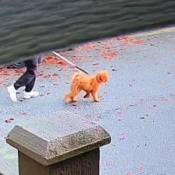 dog_20251209180104.jpg