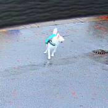 dog_20251210173352.jpg
