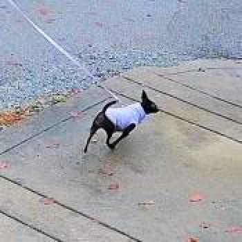 dog_20251211223311.jpg