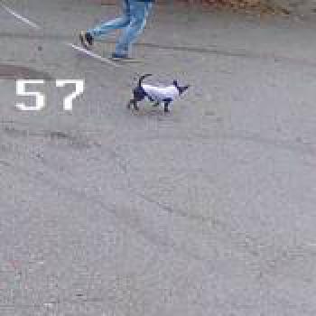 dog_20251211223316.jpg