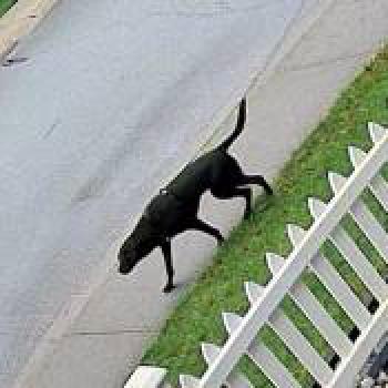 dog_20251222190042.jpg