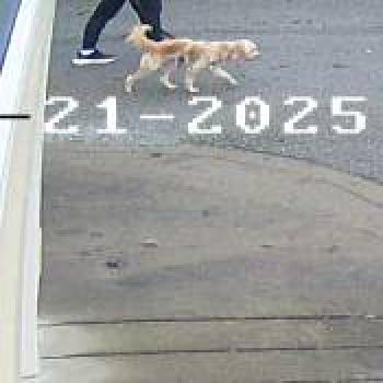 dog_20251222193717.jpg