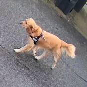 dog_20251231181134.jpg