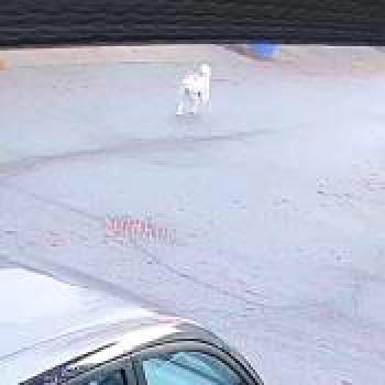 dog_20251231183354.jpg