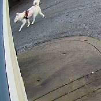 dog_20251231183400.jpg
