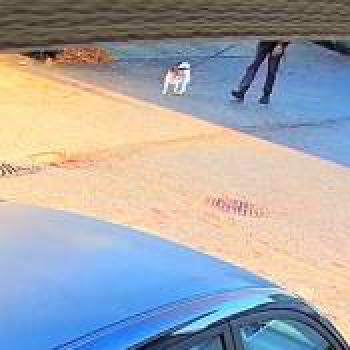 dog_20251231230917.jpg