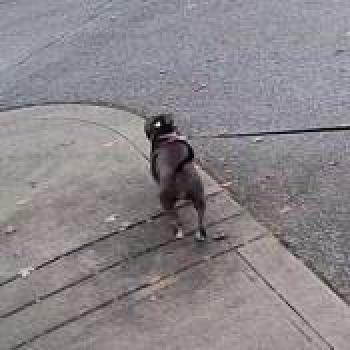 dog_20260127231532.jpg