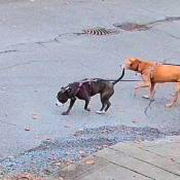 dog_20260127231536.jpg