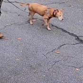 dog_20260128001058.jpg
