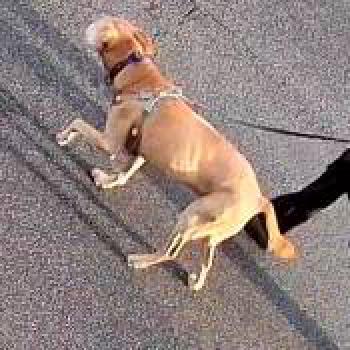 dog_20260204233847.jpg