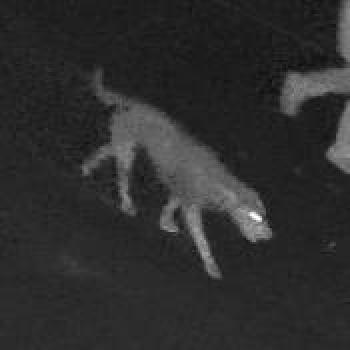 dog_20260205021144.jpg