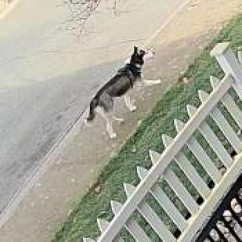 dog_20260218170424.jpg