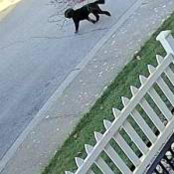 dog_20260218181557.jpg
