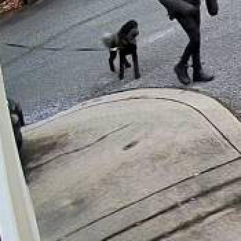 dog_20260329234047.jpg