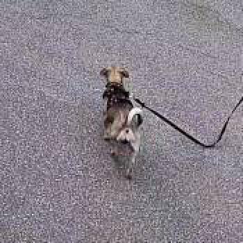 dog_20260615125607.jpg