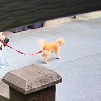 dog_20260615194932.jpg